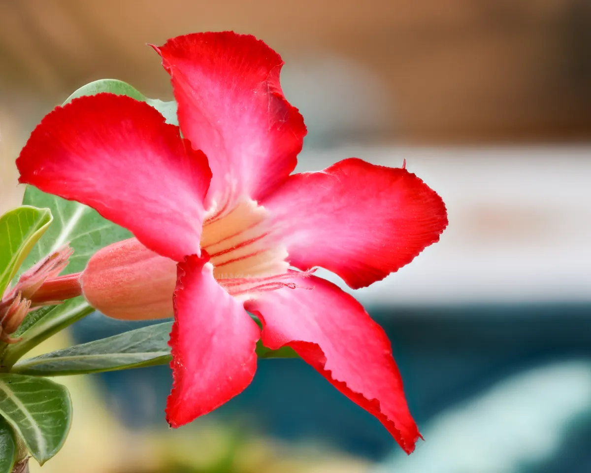 Foto tanaman Adenium (Kamboja Jepang)