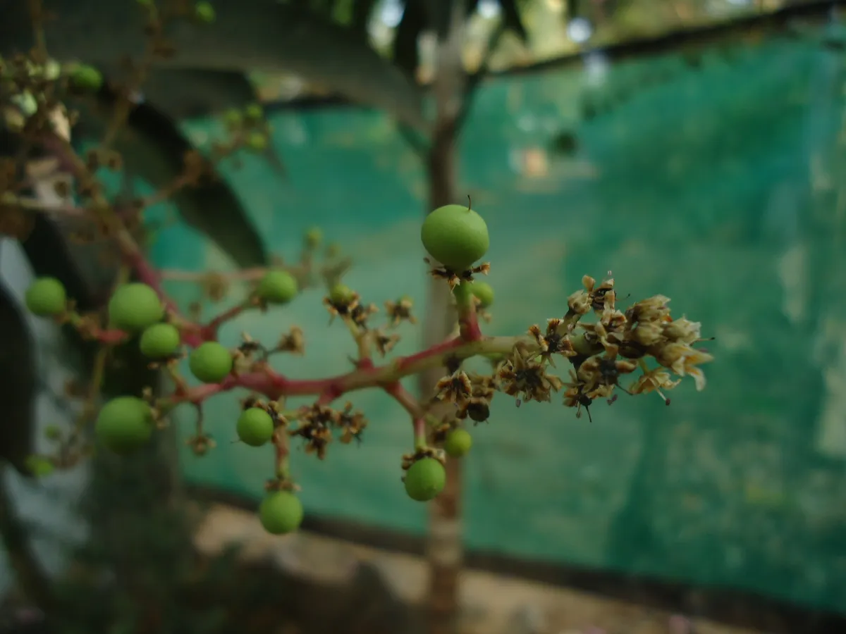 Foto tanaman Mangga