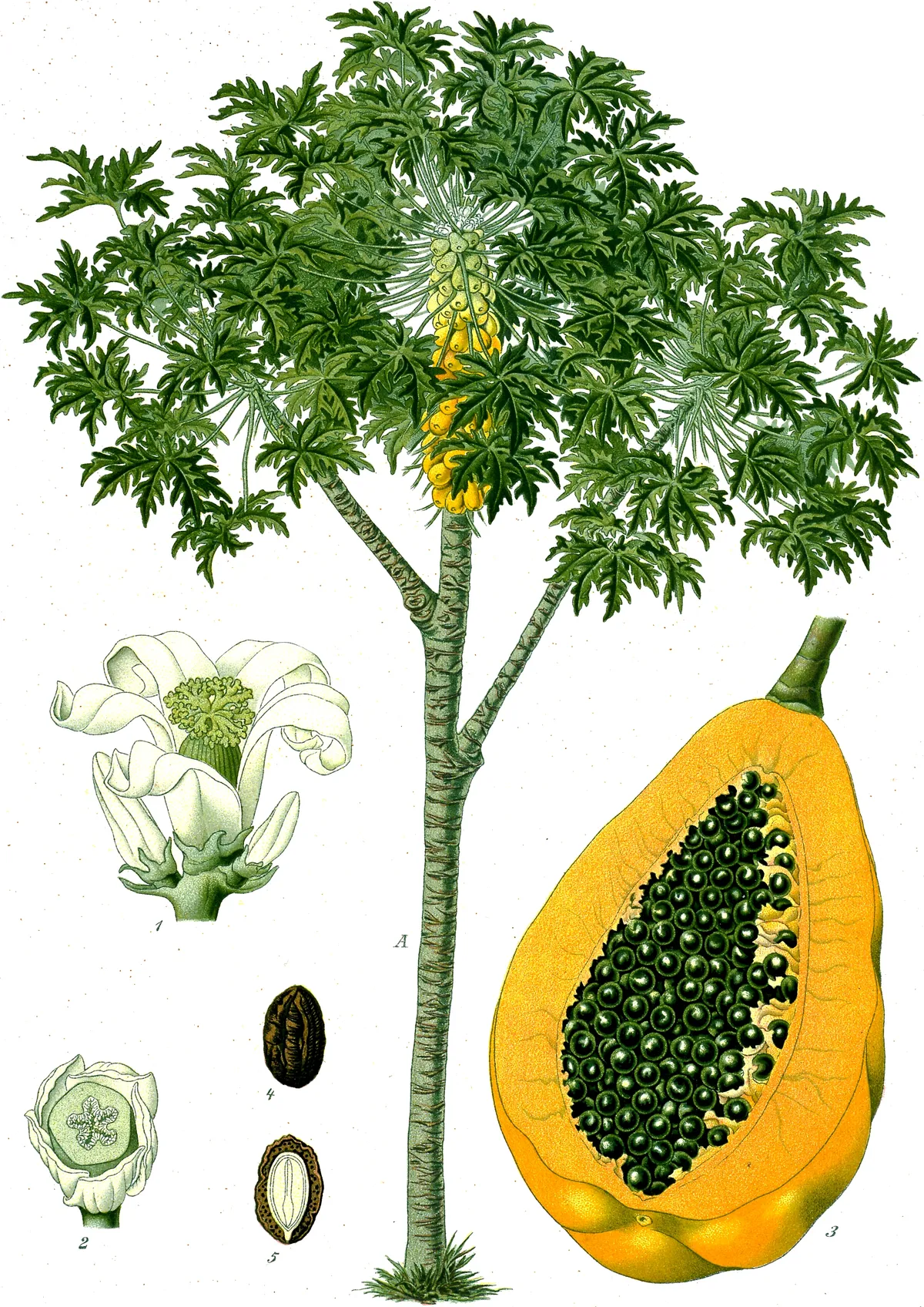 Daun Pepaya
