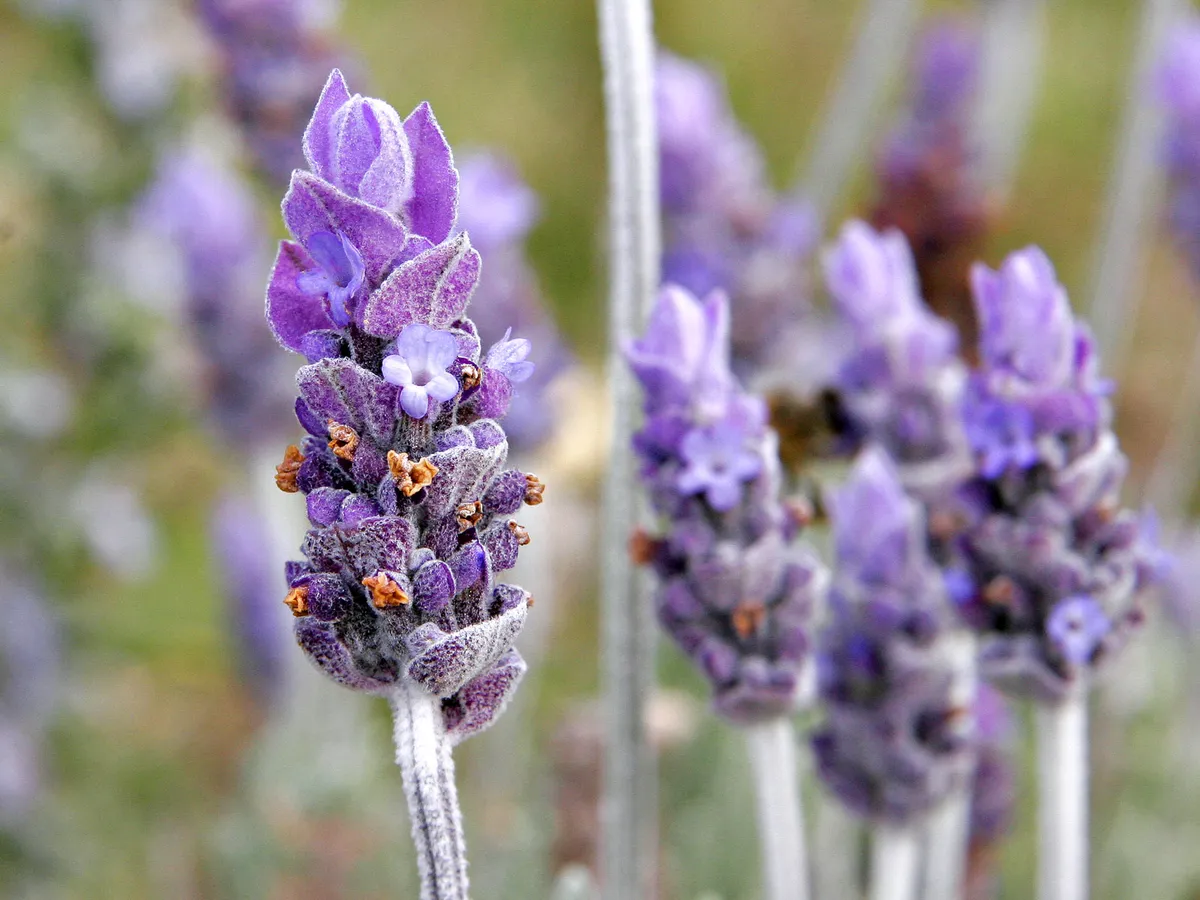 Foto tanaman Lavender