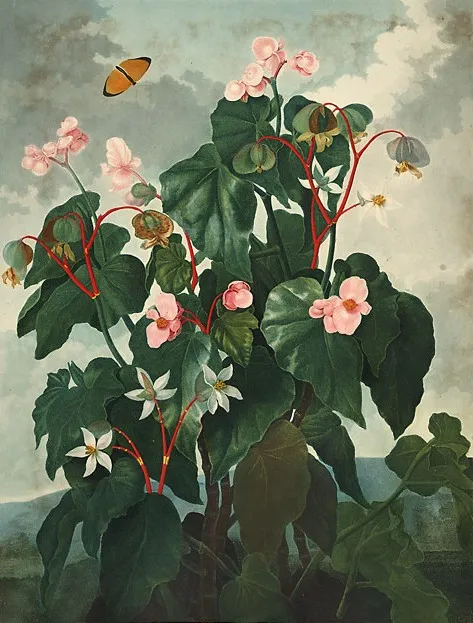 Foto tanaman Begonia
