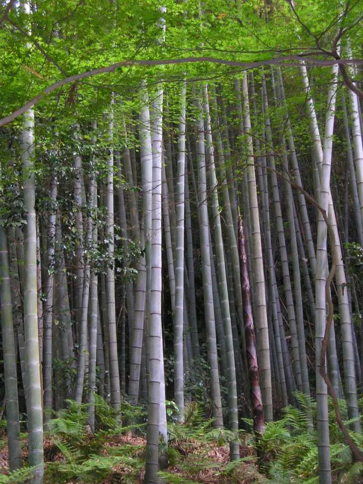 Bambu Hias