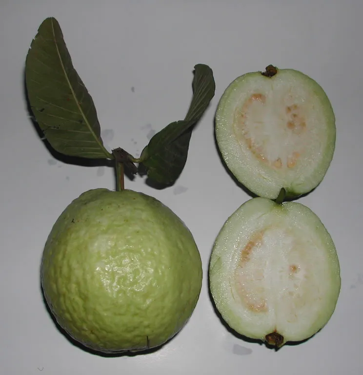Foto tanaman Jambu Biji