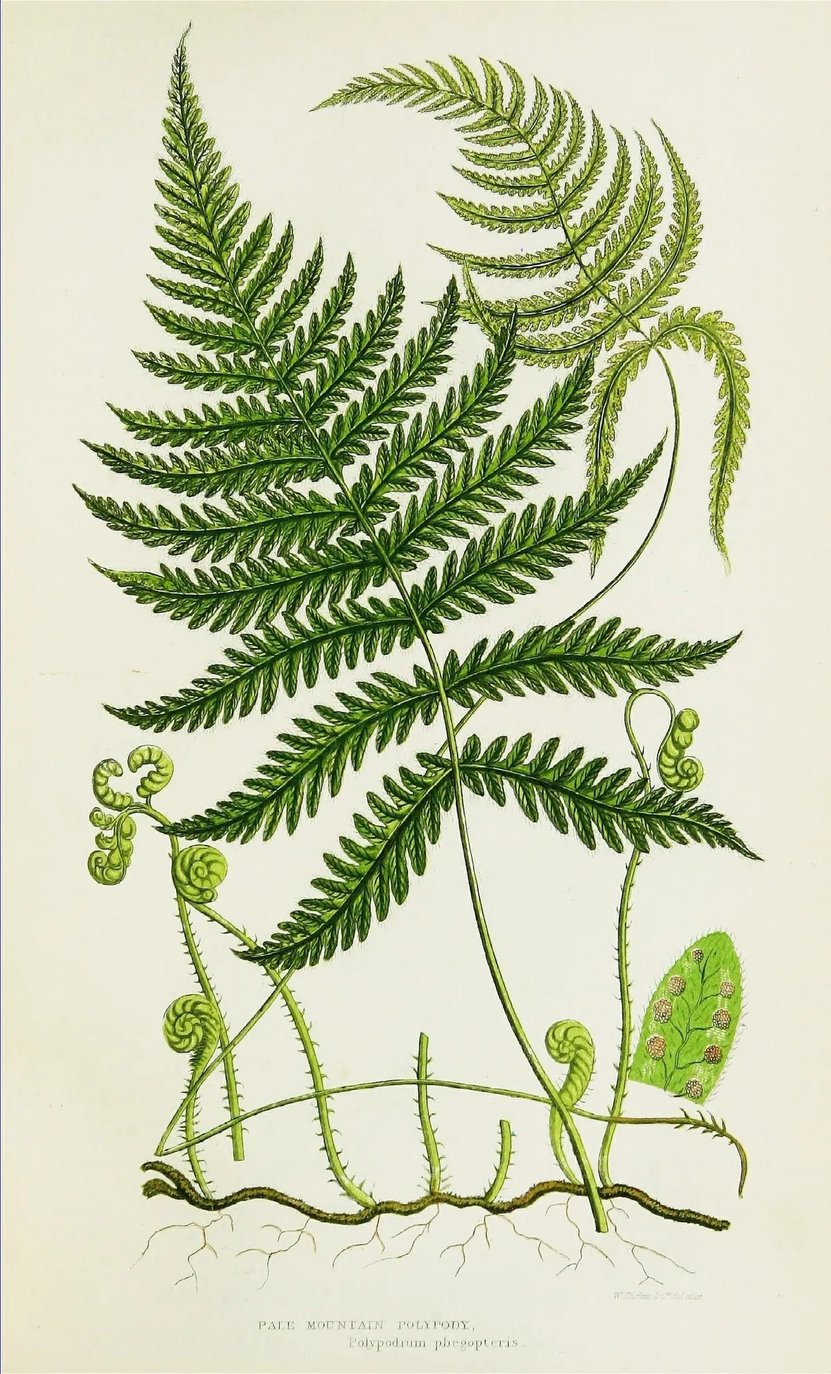Pakuan (Paku-pakuan)