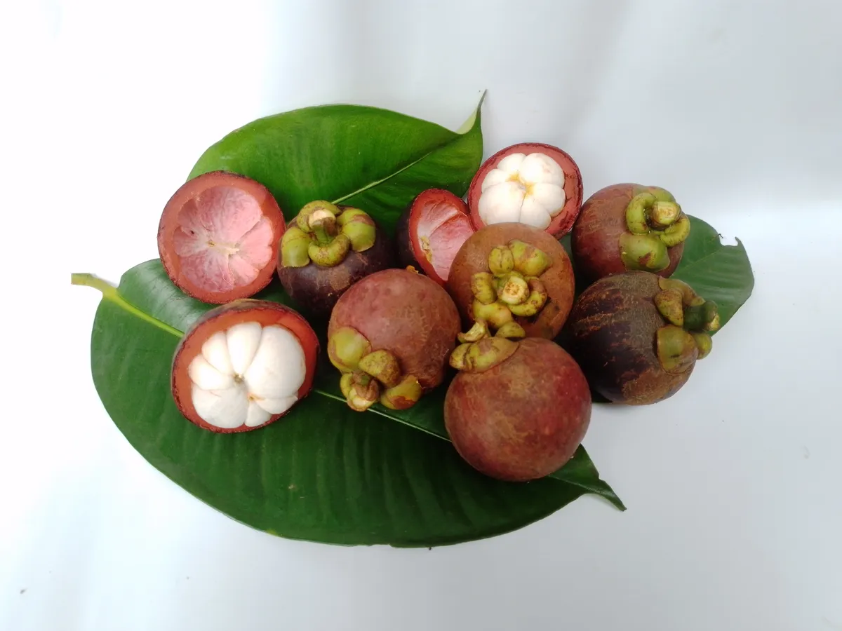 Foto tanaman Manggis