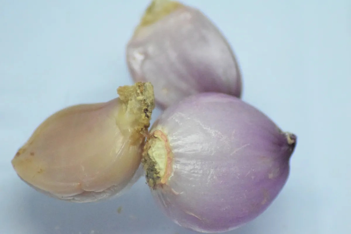 Foto tanaman Bawang Merah