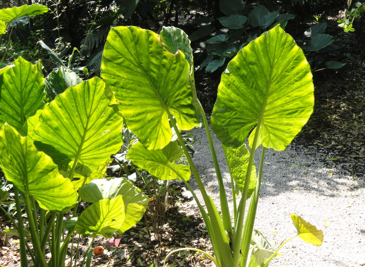 Foto tanaman Alocasia (Keladi Hias)