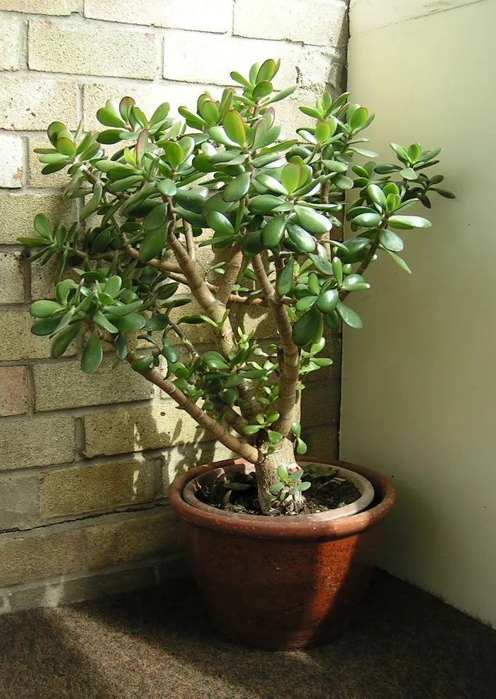 Foto tanaman Jade Plant (Pohon Dollar)