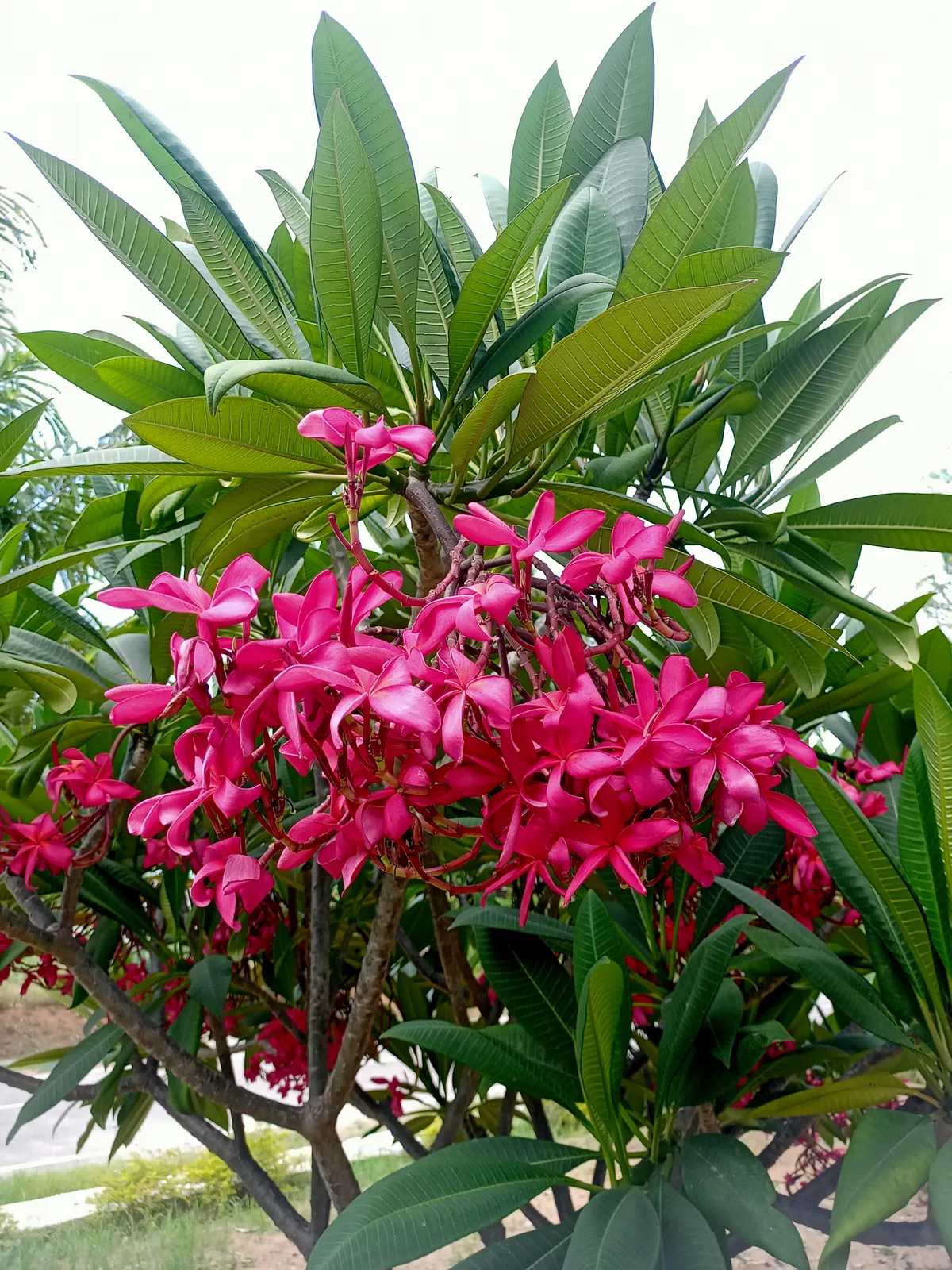 Foto tanaman Kamboja