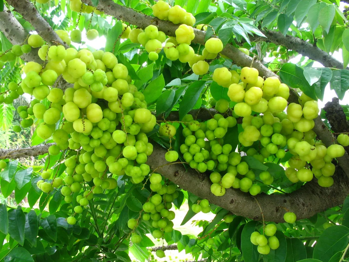 Foto tanaman Cermai