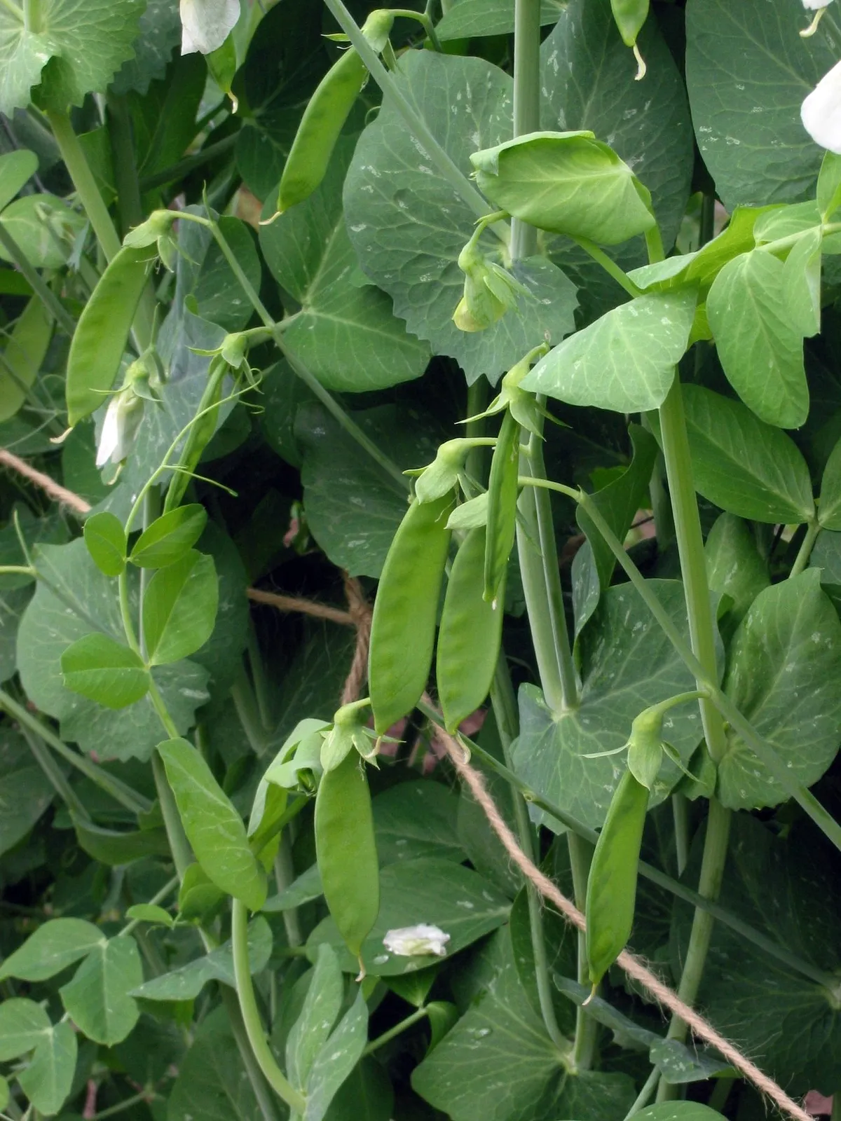 Kapri