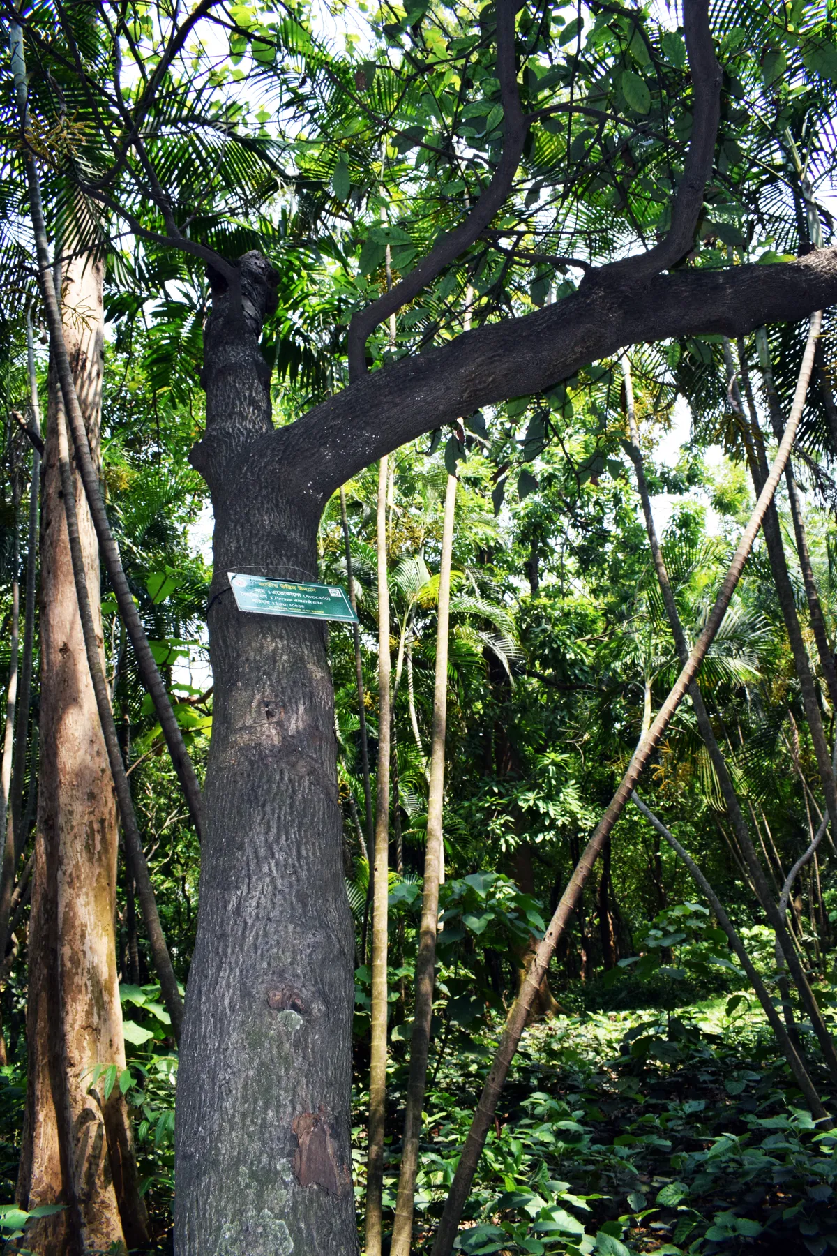 Foto tanaman Alpukat