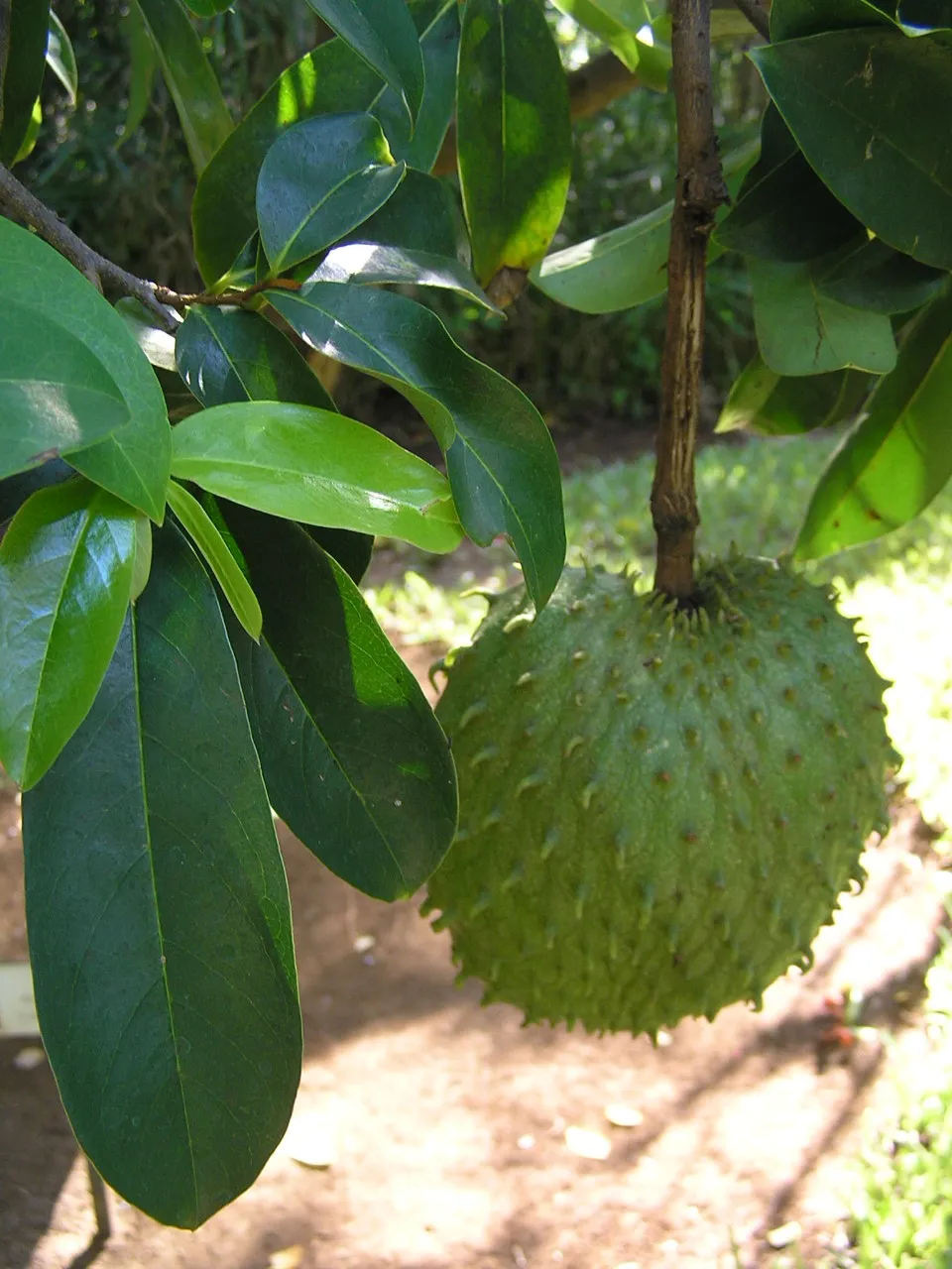 Foto tanaman Daun Sirsak