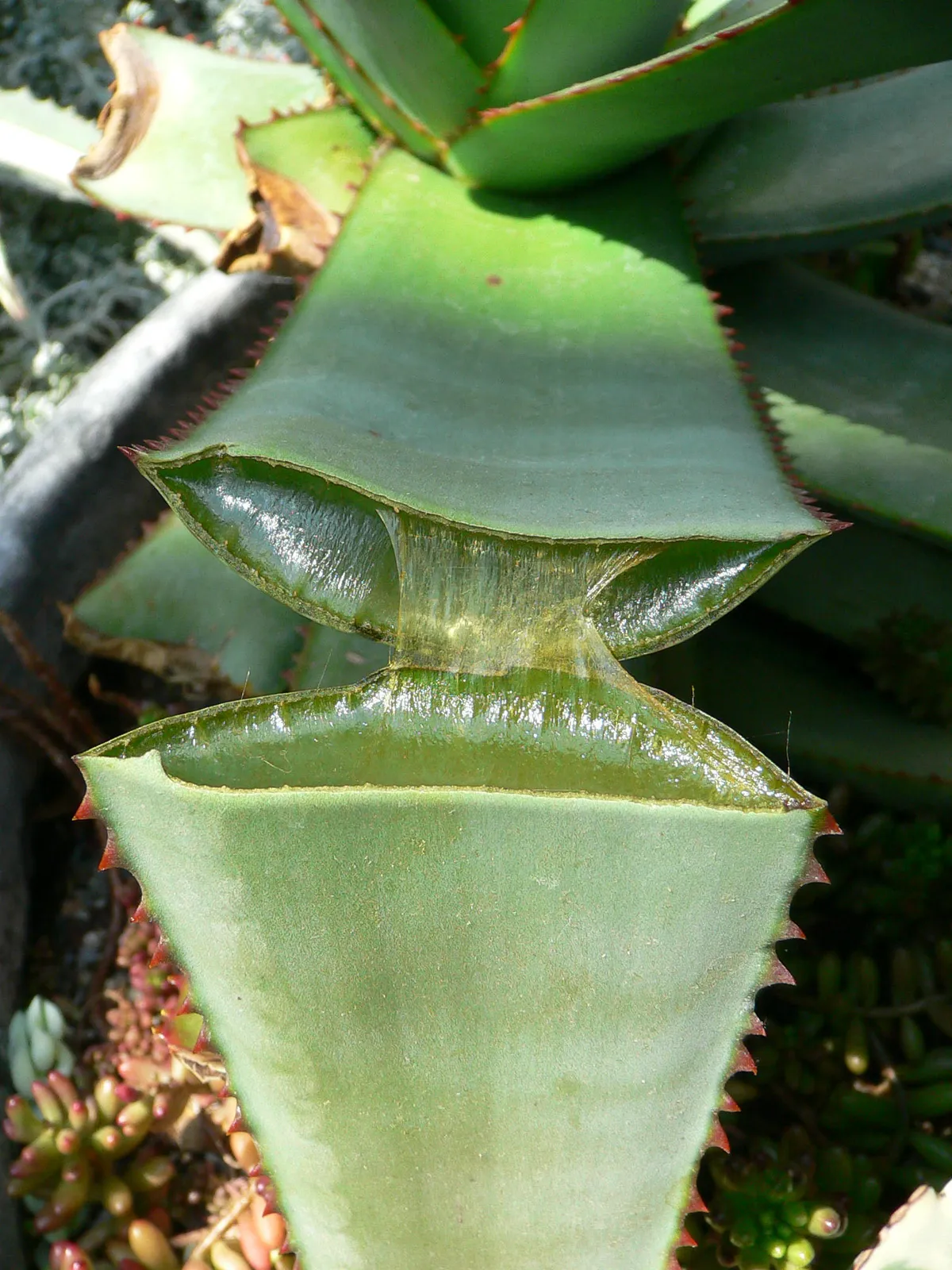Foto tanaman Sukulen