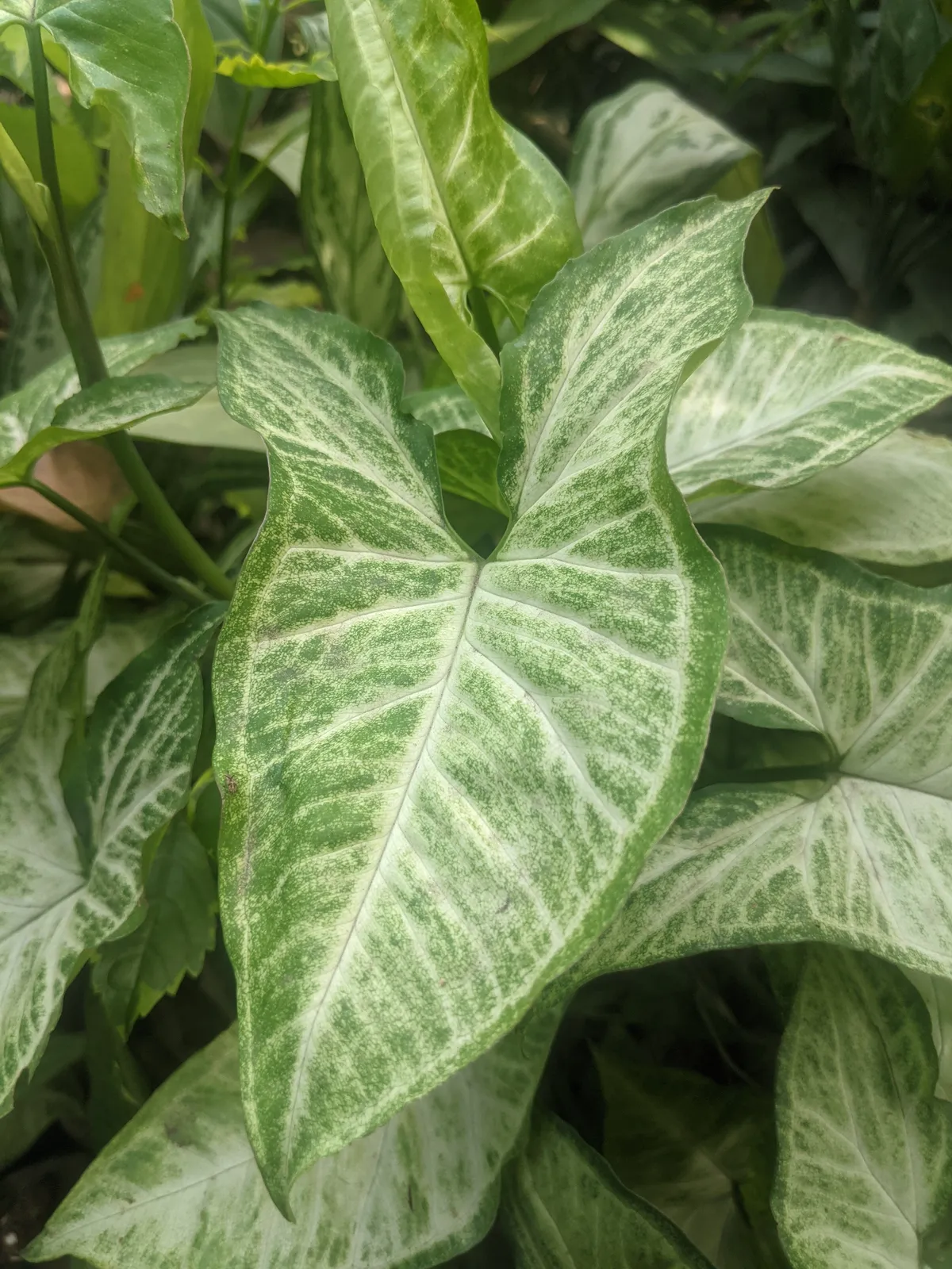Foto tanaman Syngonium (Keladi Kaki Kuda)