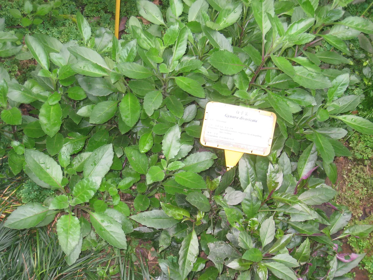 Foto tanaman Daun Dewa