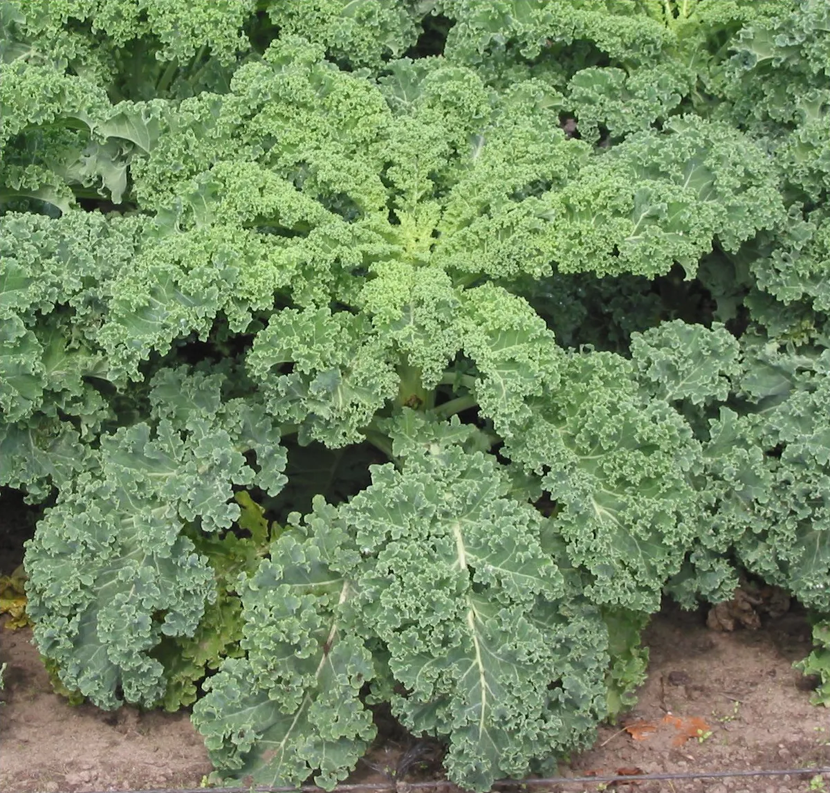 Foto tanaman Kale