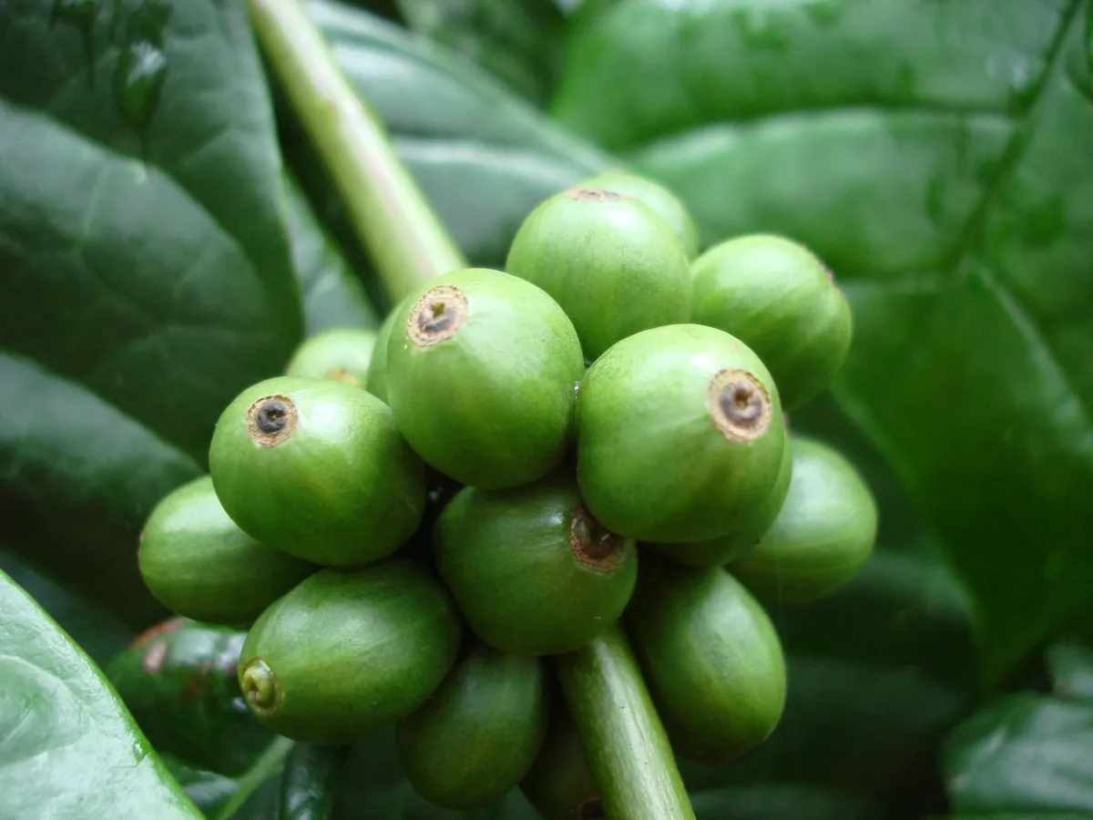 Foto tanaman Kopi Robusta
