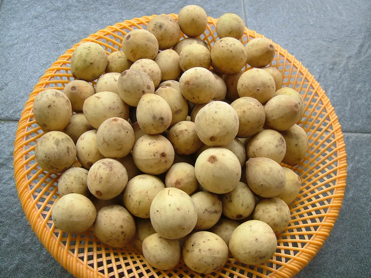 Foto tanaman Duku