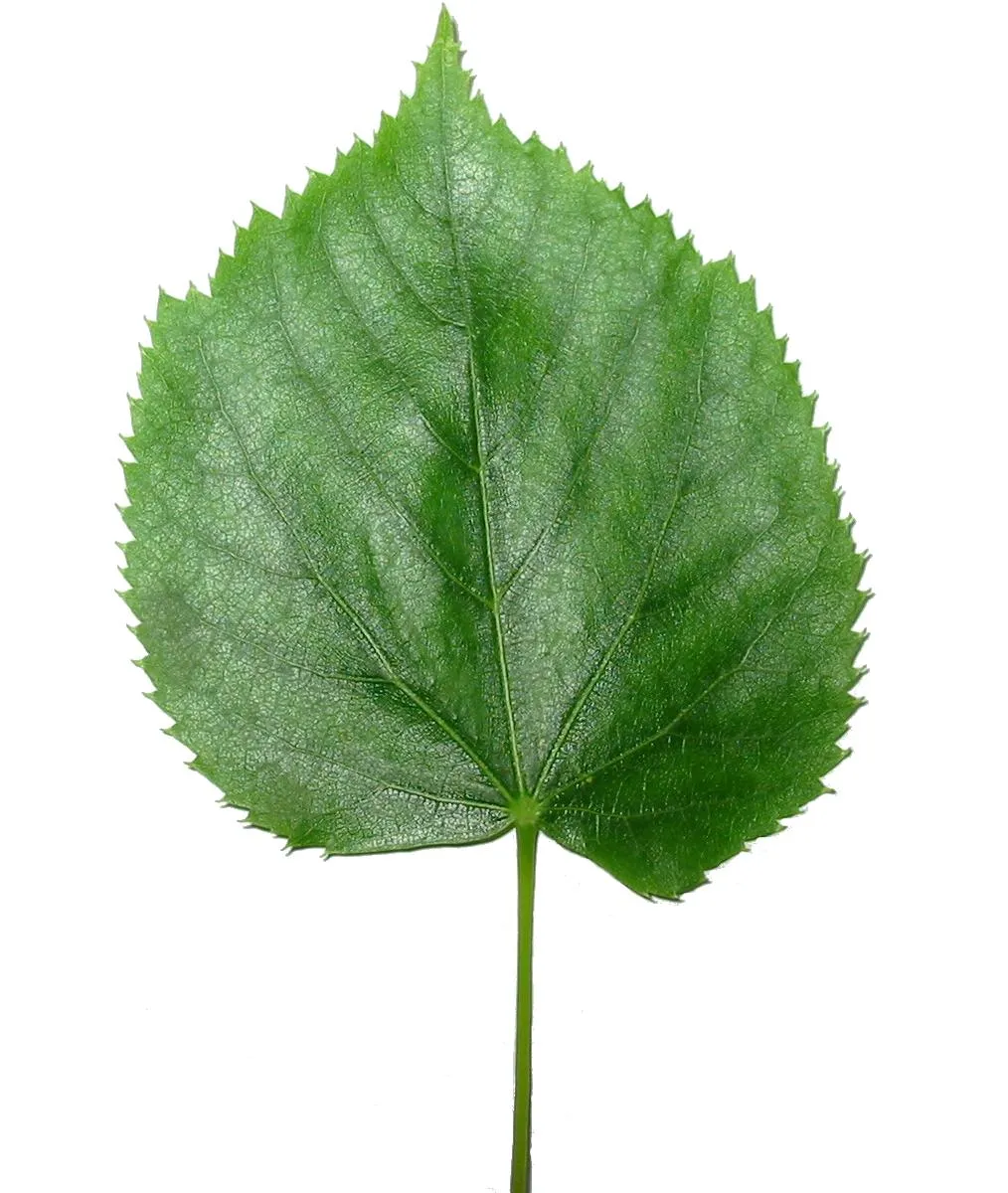 Foto tanaman Perawatan Tanaman Daun (Broadleaf)