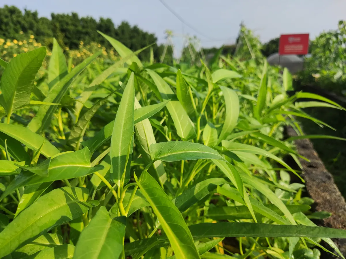Foto tanaman Kangkung