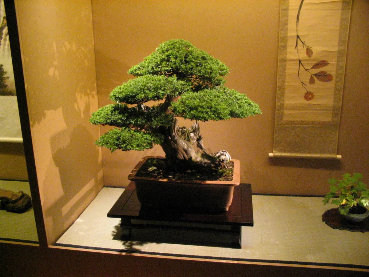 Foto tanaman Bonsai