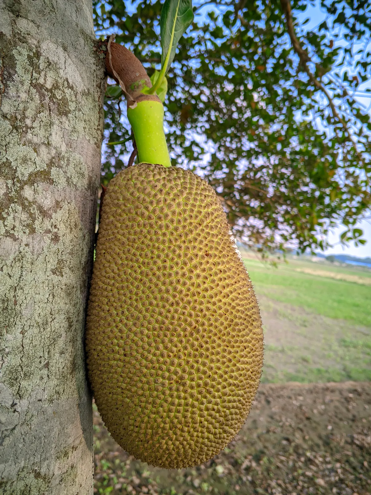 Foto tanaman Nangka