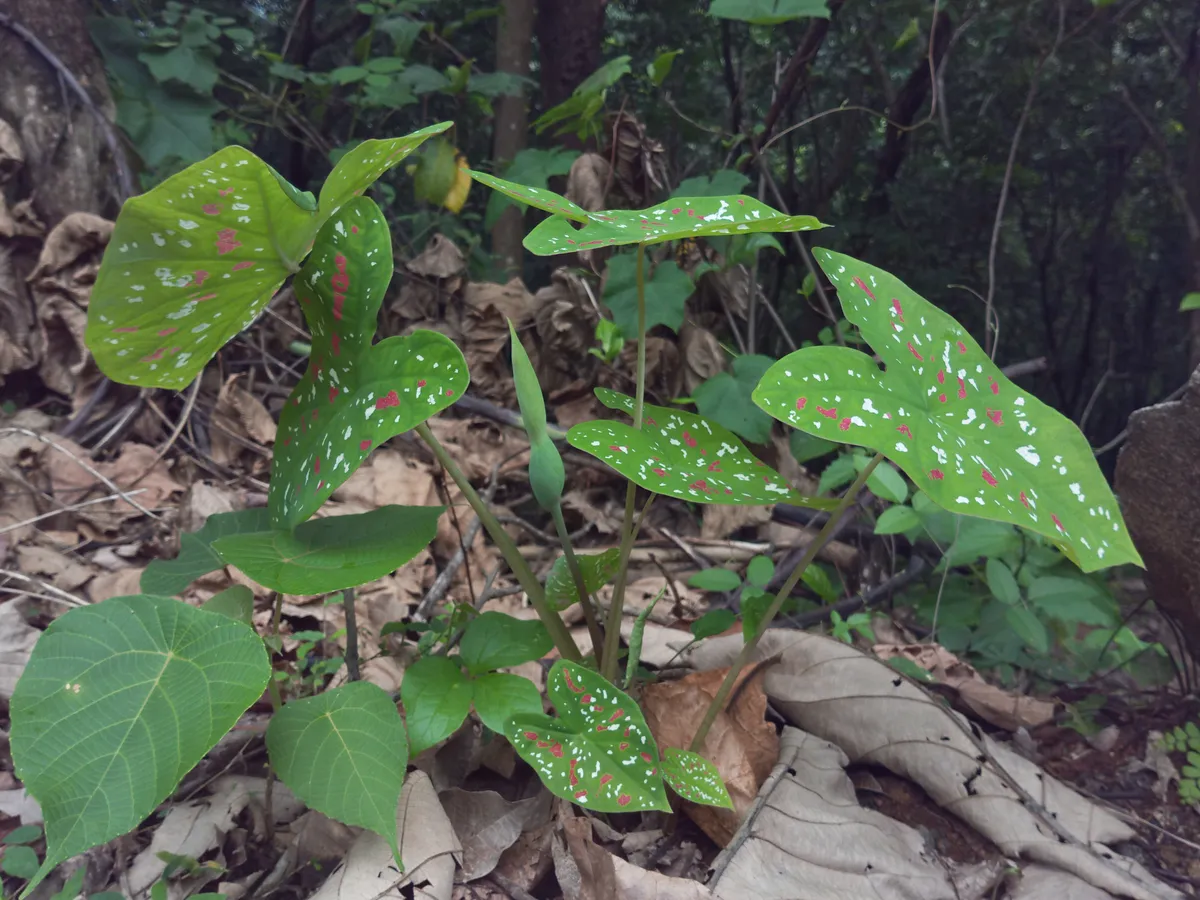 Keladi (Caladium)