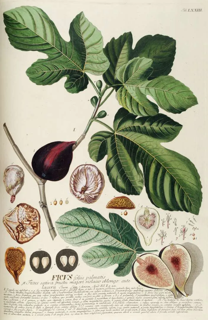 Foto tanaman Tin (Buah Ara)