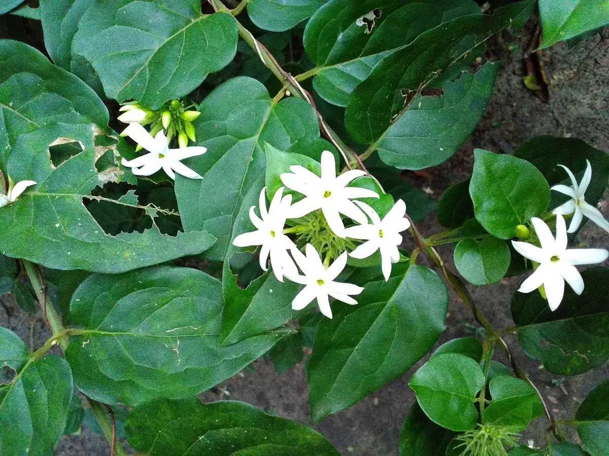 Foto tanaman Melati