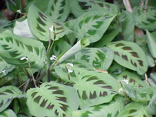 Maranta (Doa)