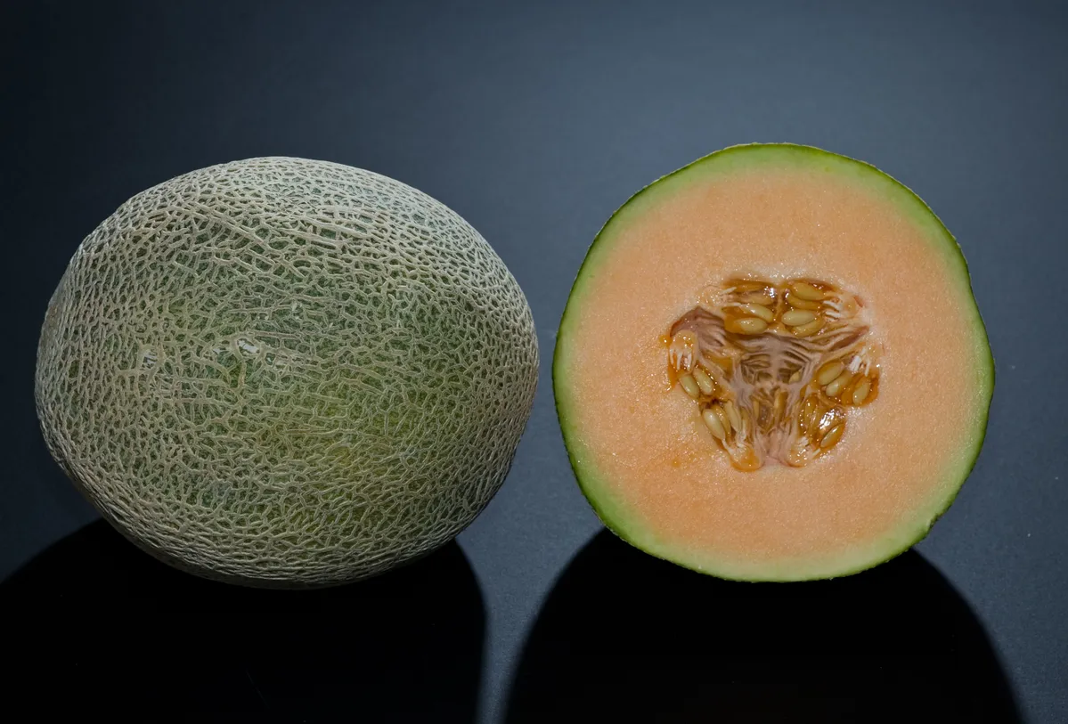 Foto tanaman Melon