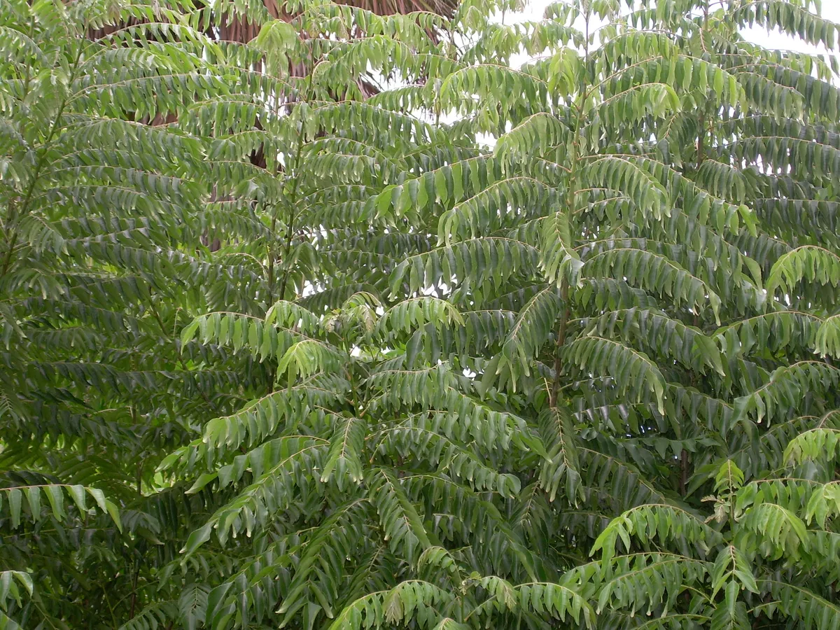 Daun Kari