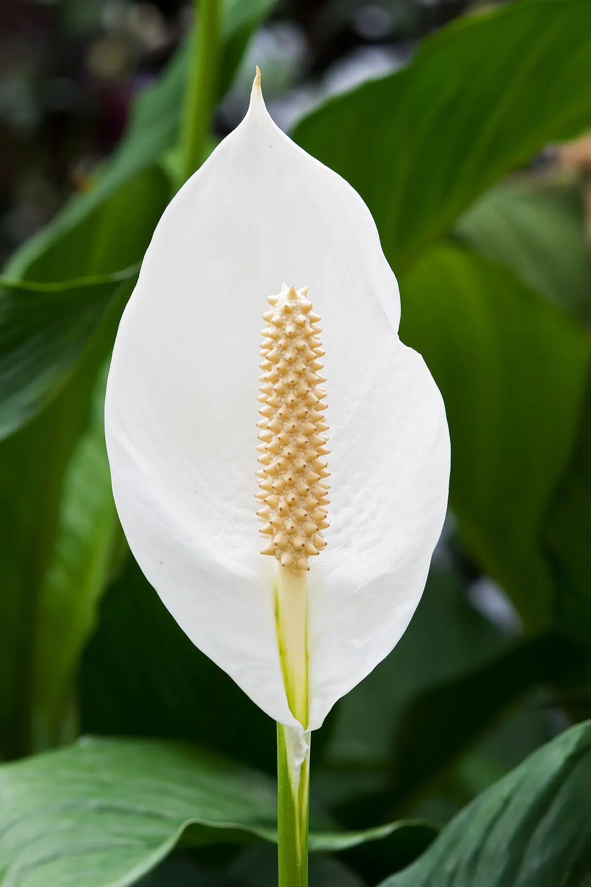 Foto tanaman Spathiphyllum (Lili Perdamaian)