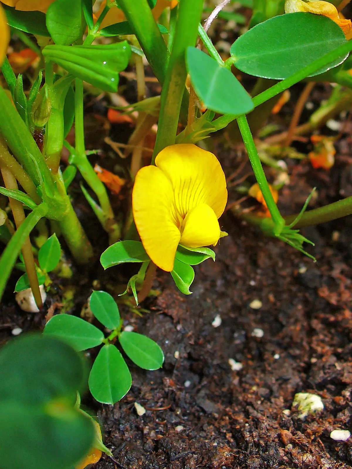 Foto tanaman Kacang Tanah