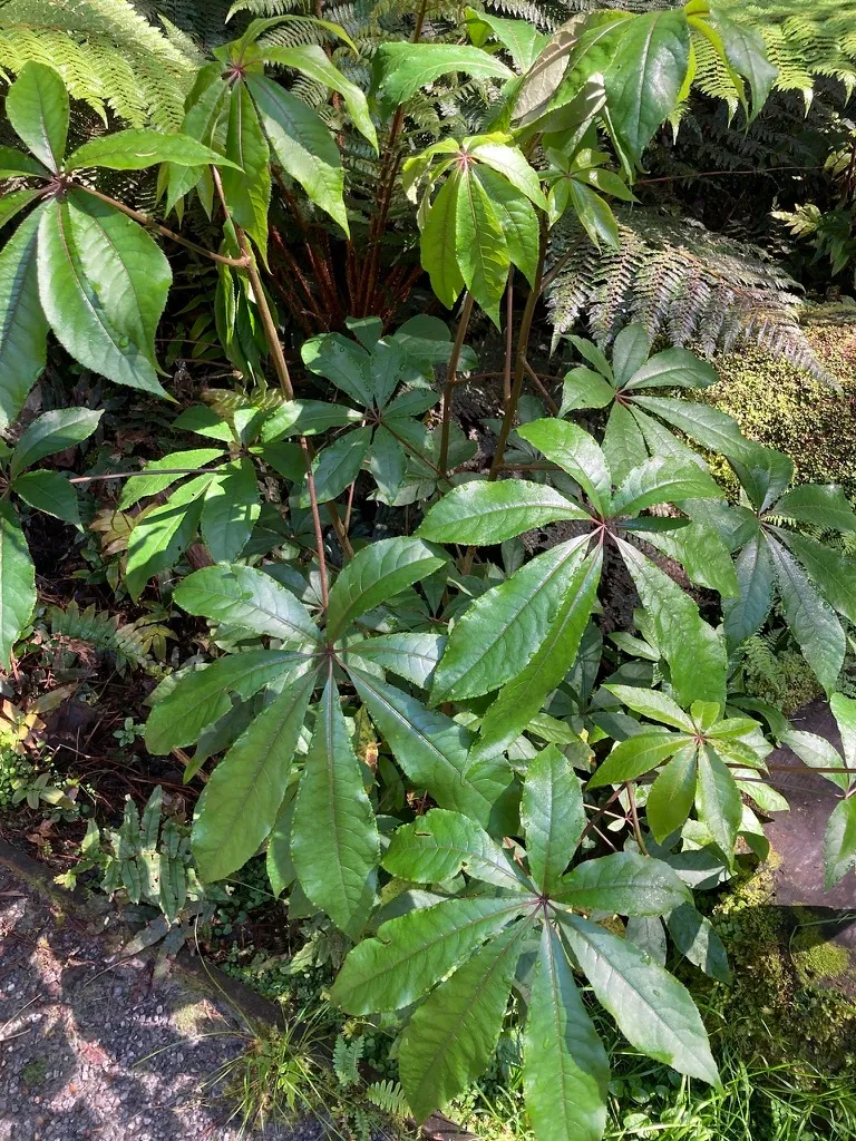 Schefflera (Pohon Payung)