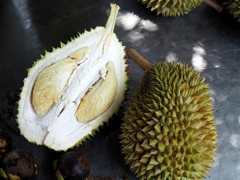 Foto tanaman Durian