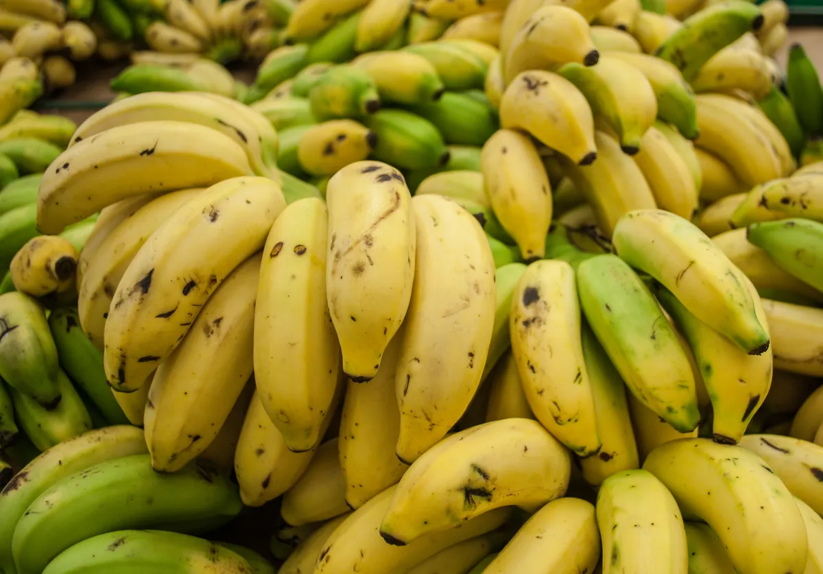 Foto tanaman Pisang