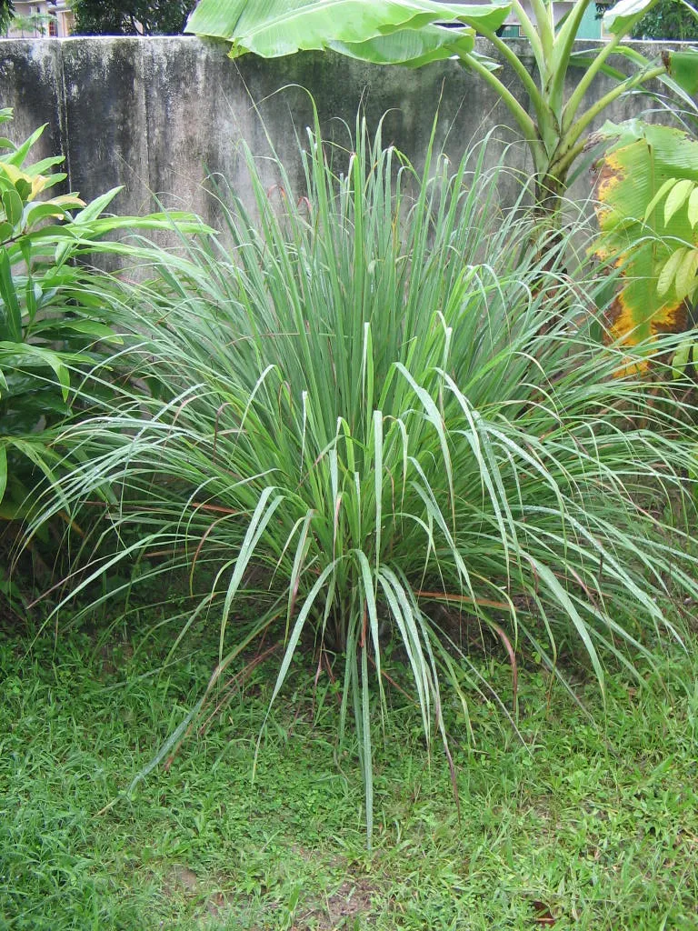 Foto tanaman Sereh