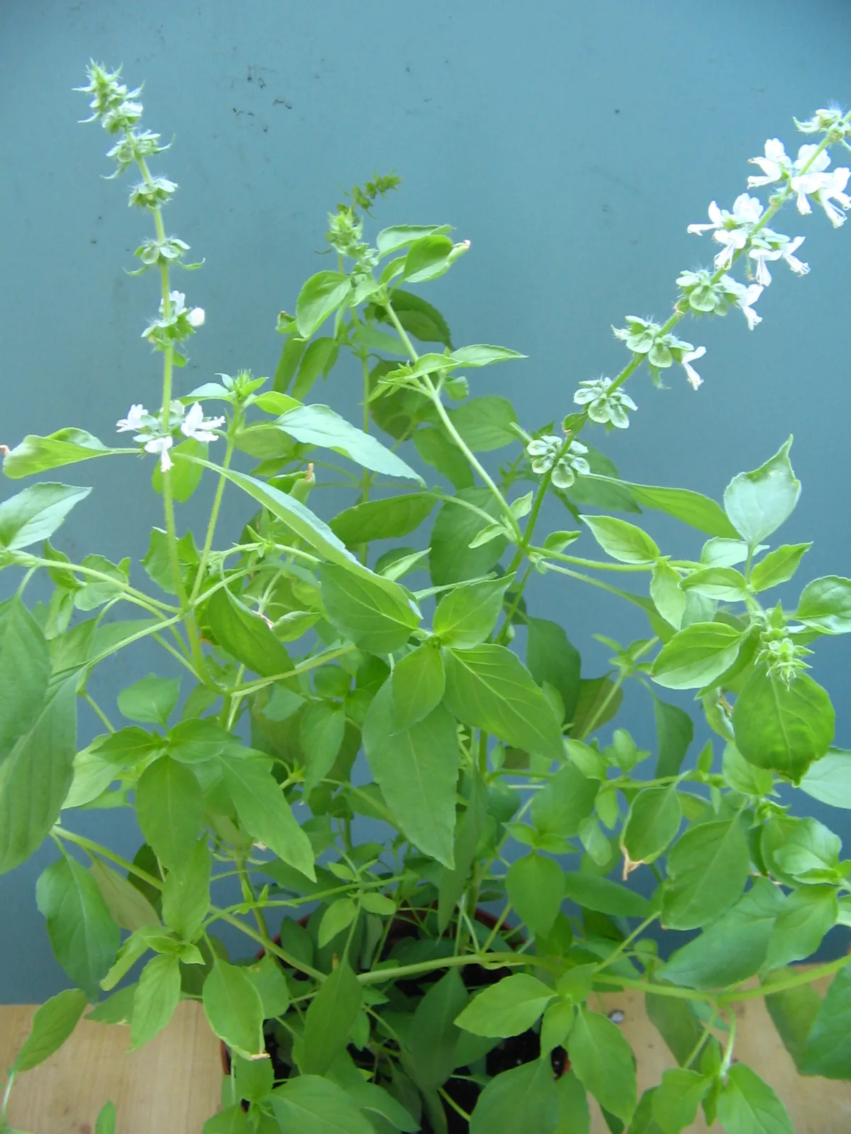 Basil (Kemangi Italia)