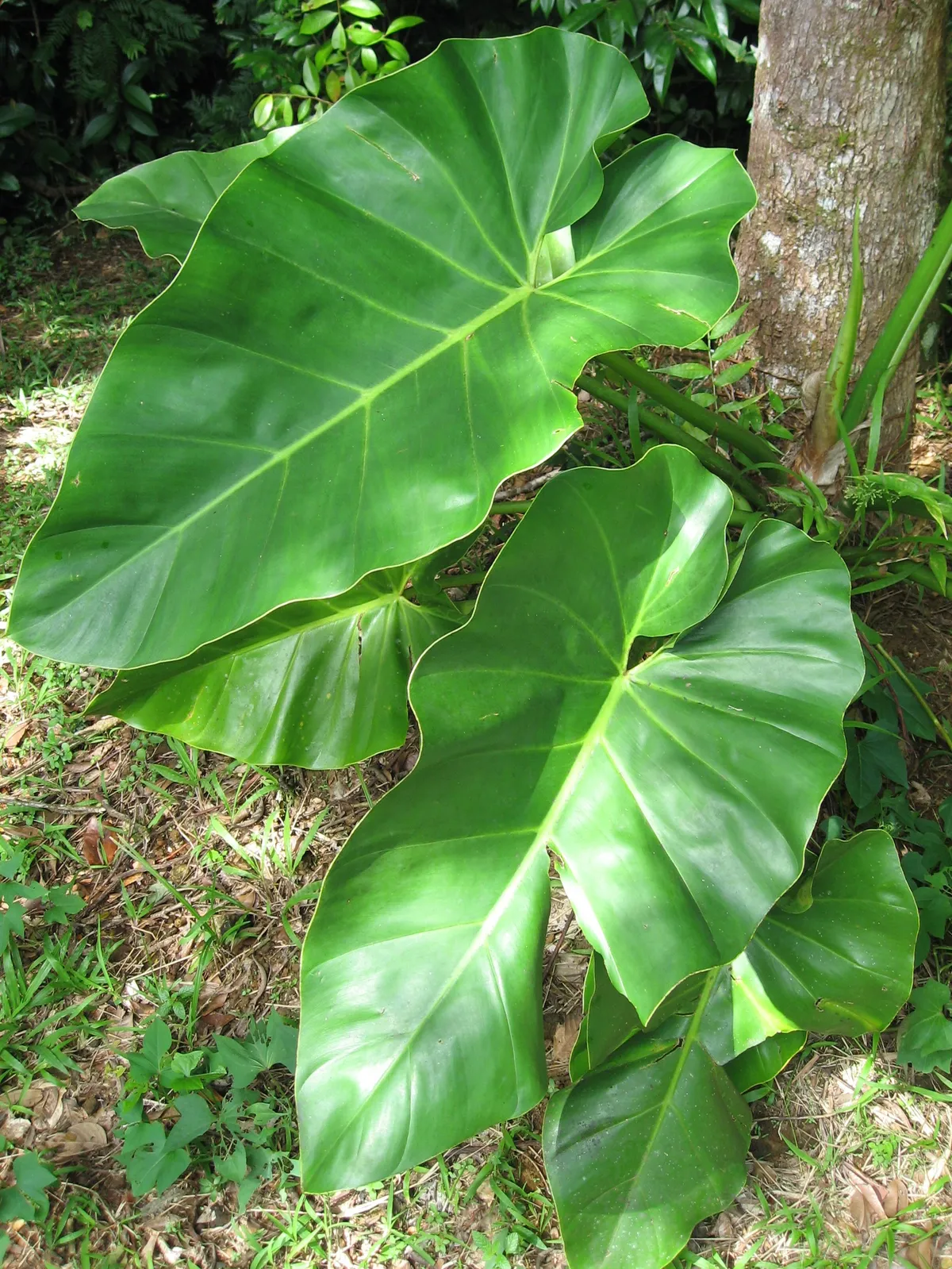 Philodendron