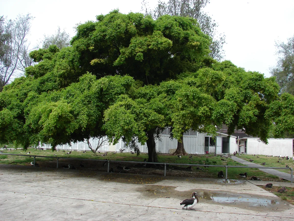 Foto tanaman Beringin (Banyan Tree / Weeping Fig / Ficus Tree)