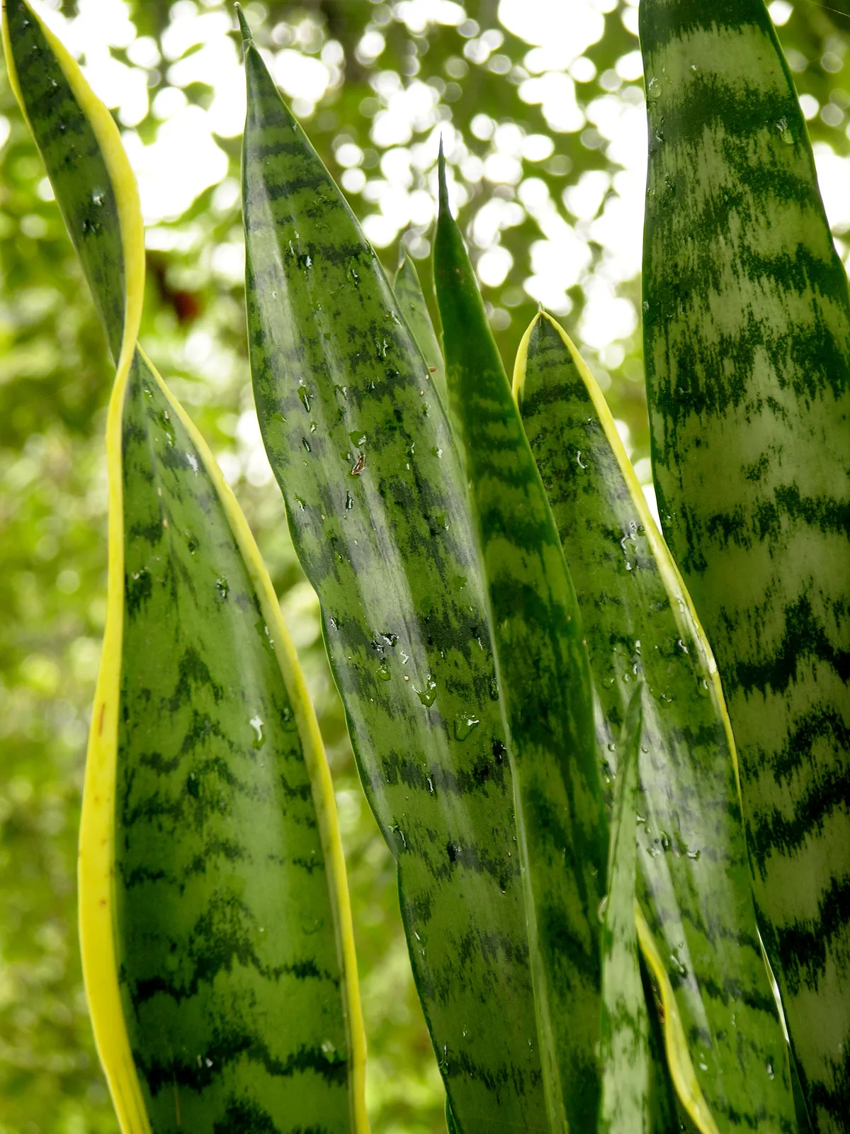 Sansevieria
