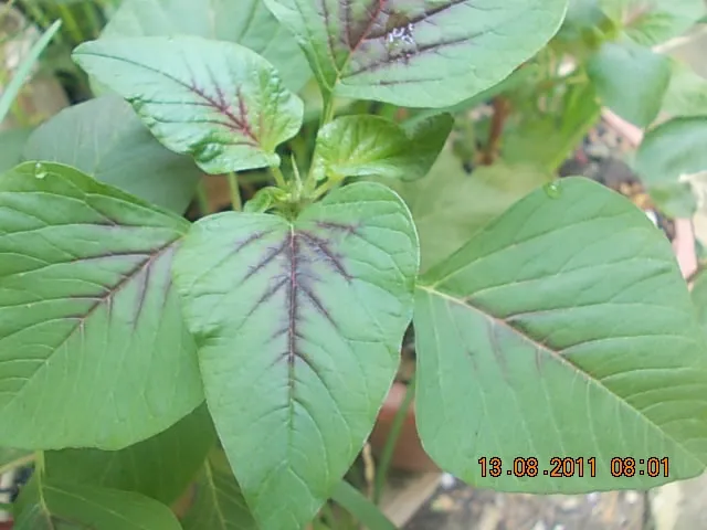 Bayam Merah
