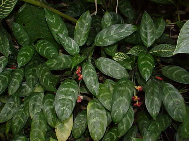 Aglonema