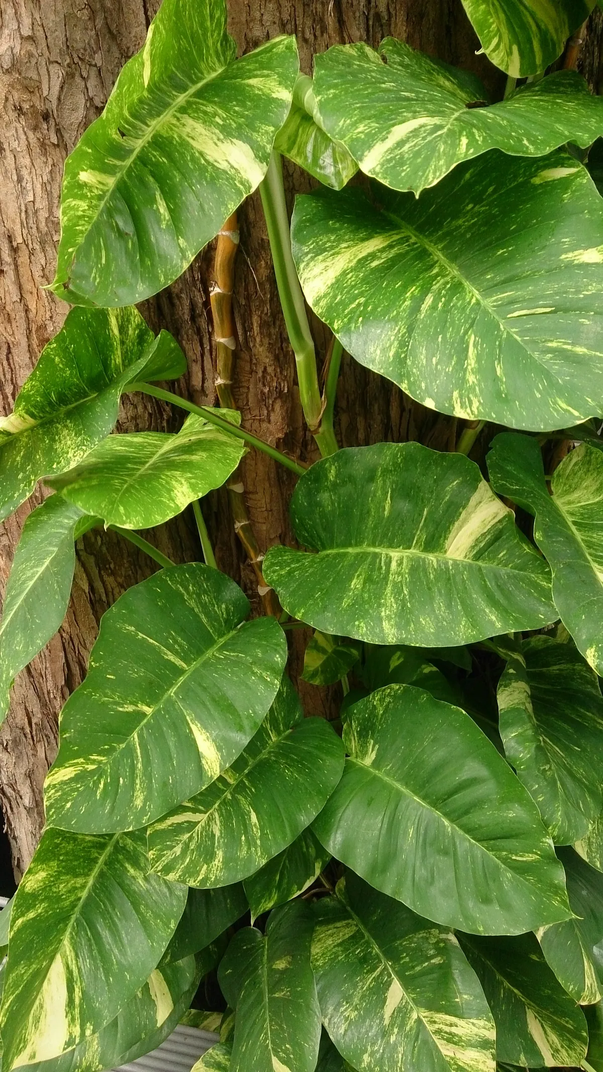Foto tanaman Sirih Gading