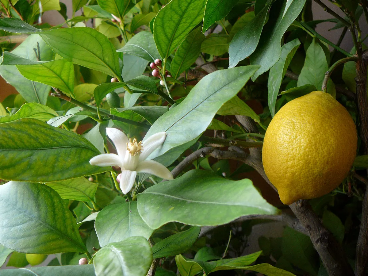 Foto tanaman Jeruk Lemon