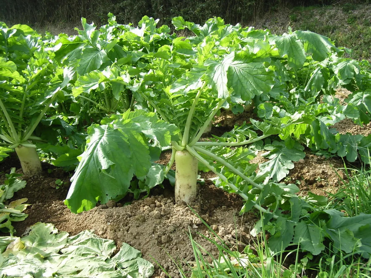 Lobak (Daikon / White Radish)