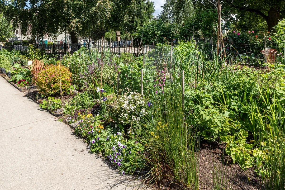 Berkebun di Lahan Sempit