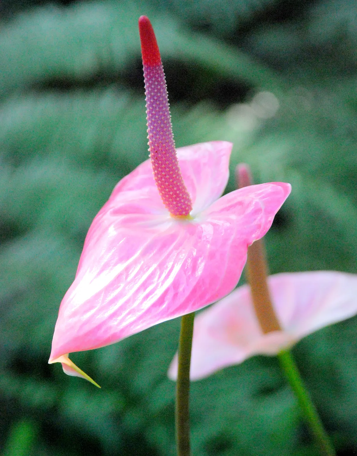 Foto tanaman Anthurium (Kuping Gajah / Tail Flower / Flamingo Flower)